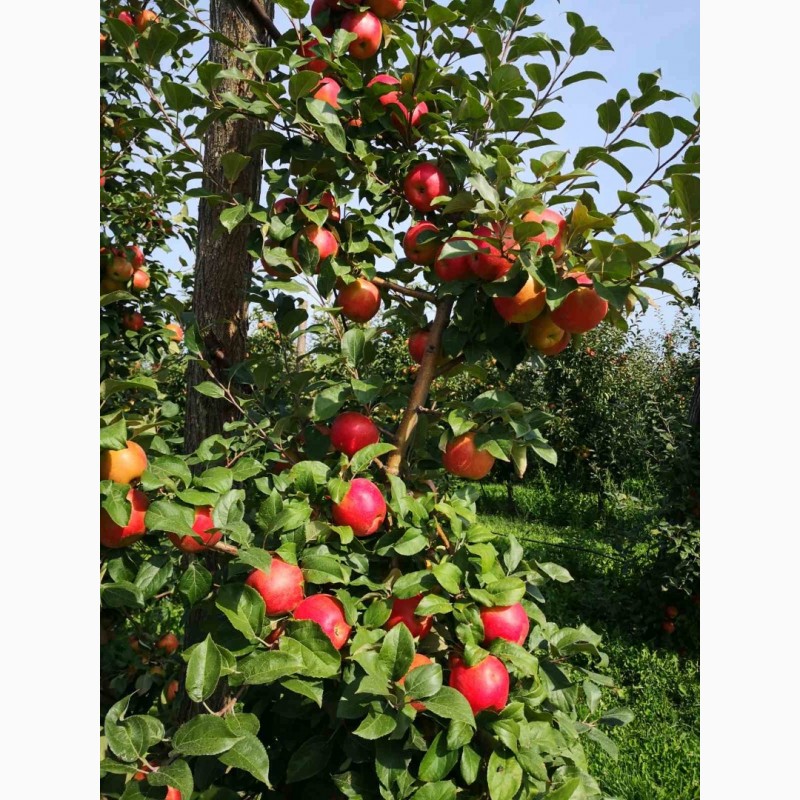 Фото 5. Продаємо в гарному окрасі та смачні яблука врожаю 2021