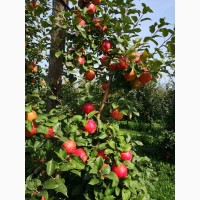 Продаємо в гарному окрасі та смачні яблука врожаю 2021