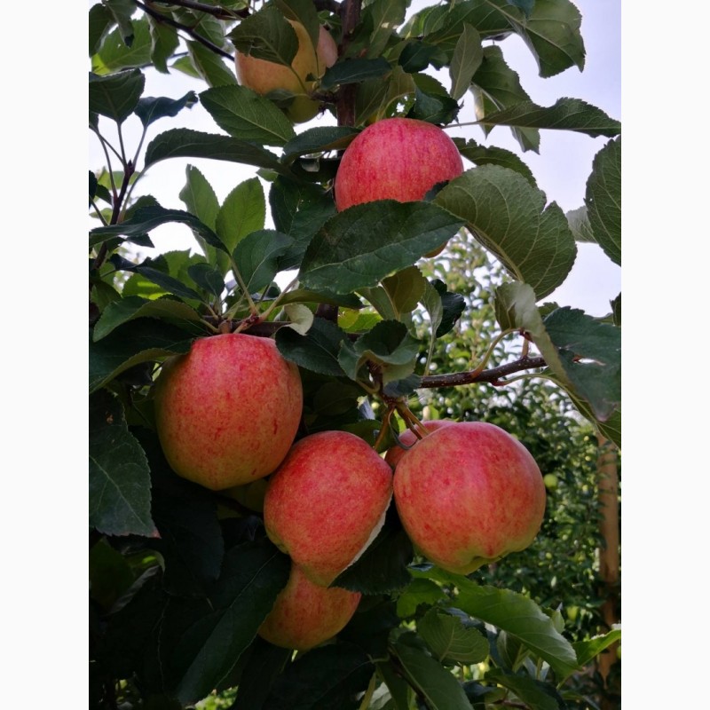 Фото 6. Продаємо в гарному окрасі та смачні яблука врожаю 2021