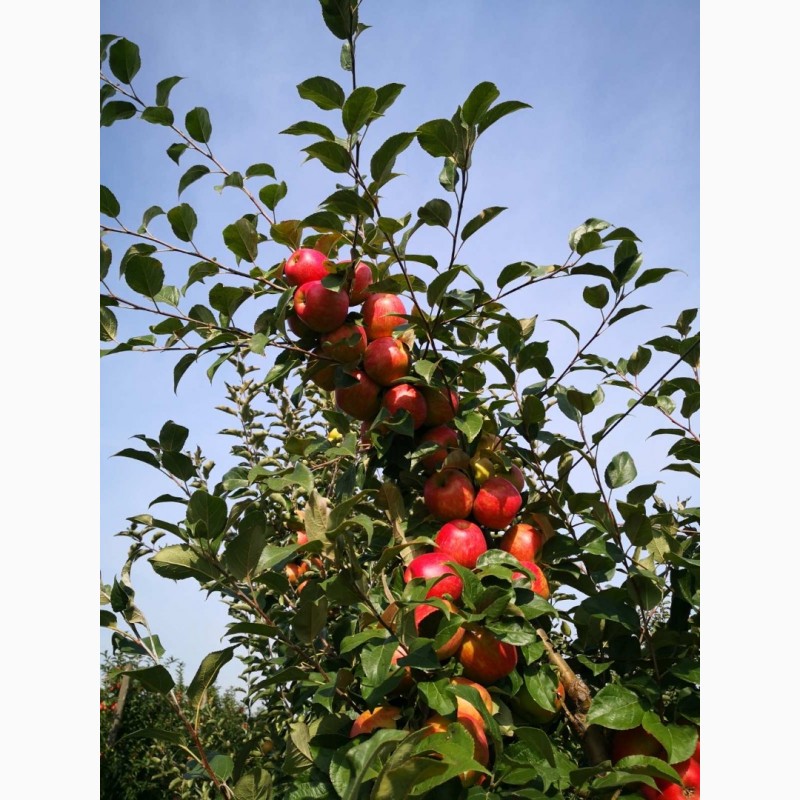 Фото 3. Продаємо в гарному окрасі та смачні яблука врожаю 2021