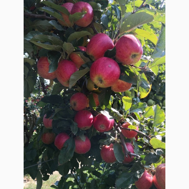 Фото 4. Продаємо в гарному окрасі та смачні яблука врожаю 2021