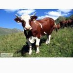Продам животноводческую ферму Одесская обл