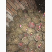 Продається кормовий Буряк