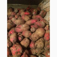 Продається кормовий Буряк