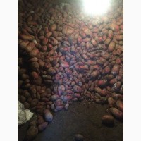 Продається кормовий Буряк