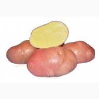 Продам товарный картофель оптом от 20