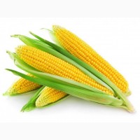 Семена кукурузы МОНБЛАН ФАО-320