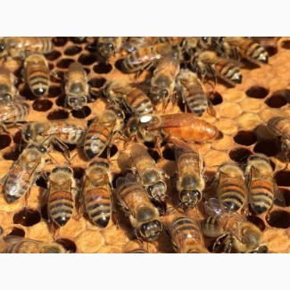 Пчеломатки, бджоломатки укр.степн. и итальянка Ф1 (кордован) Цена договорна