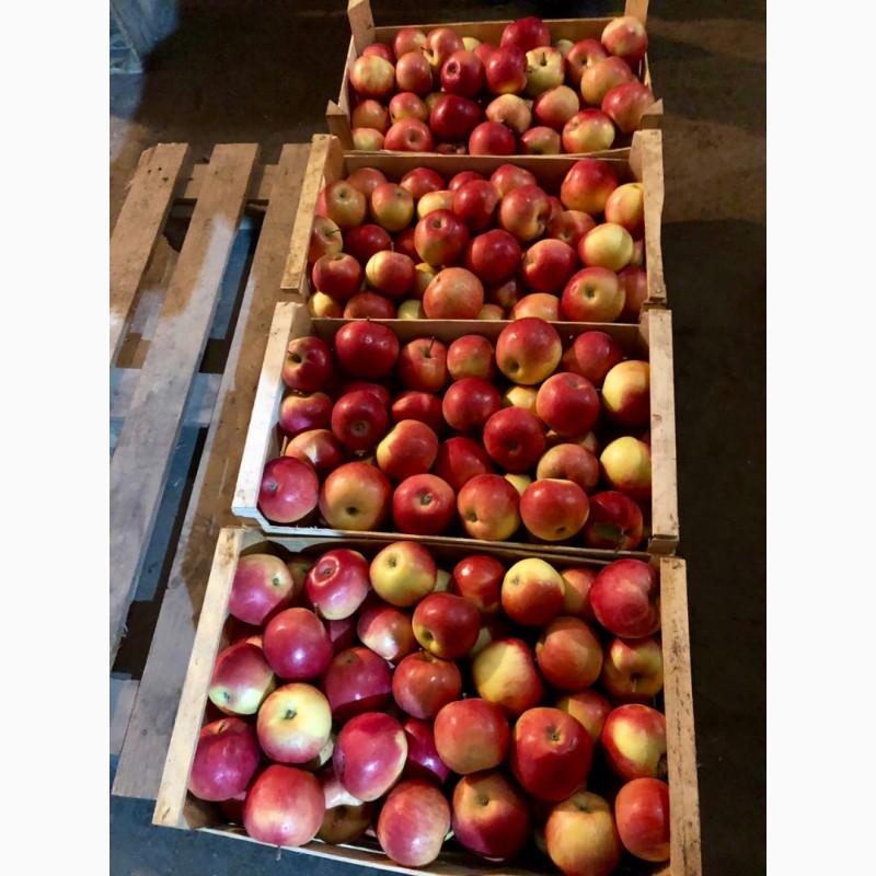 Фото 2. Фермерське господарство реалізує яблука з холодилика (Експорт)