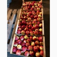 Фермерське господарство реалізує яблука з холодилика (Експорт)