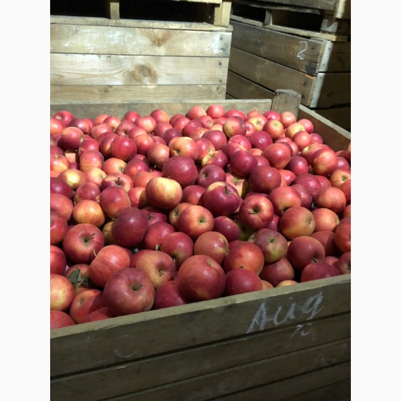 Фото 3. Фермерське господарство реалізує яблука з холодилика (Експорт)