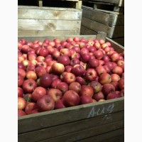Фермерське господарство реалізує яблука з холодилика (Експорт)