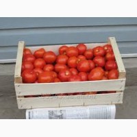 Оптовая продажа помидоров доставка реализуем томат