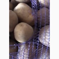 Продам товарный картофель від 20 тонн опт
