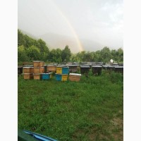 Продам бджолопакети та бджоломатки