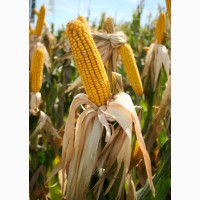 Семена кукурузы ДКС 3476 ФАО 260