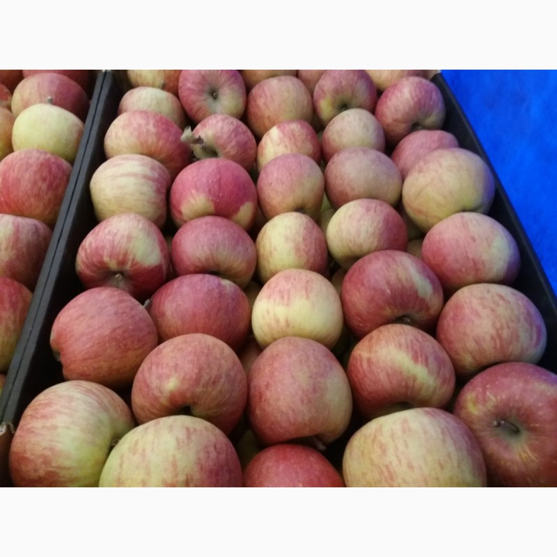 Фото 2. Продам яблука Фуджі Кіку 8