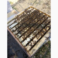 Продаю бджолосім#039;ї Бакфаст