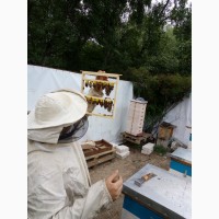 Продаю бджолосім#039;ї Бакфаст