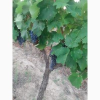 Продам Виноградный сырец Мерло