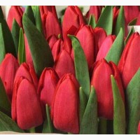 Тюльпаны опт, Голландия, к 8Марта