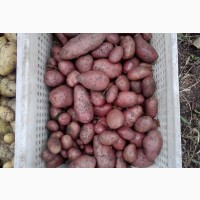 Продам насіннєву картоплю Белароза у роздріб
