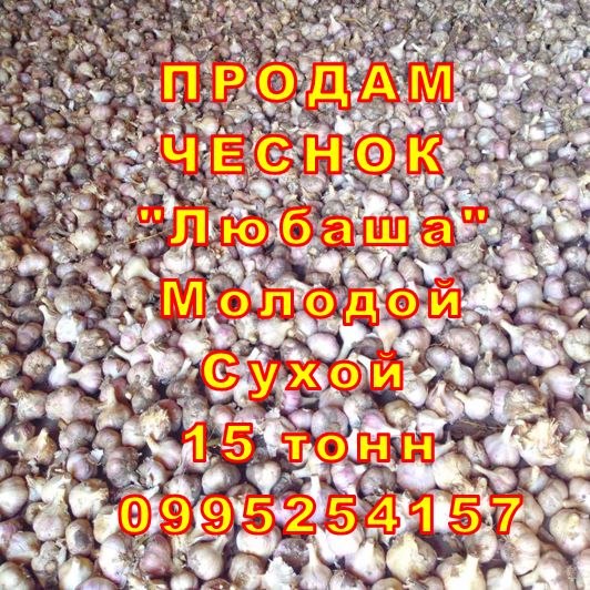 Фото 15. Опт 15 тонн ПРОДАМ Часник Любаша Товарний Молодий Сухий Чеснок Посадочный Garlic