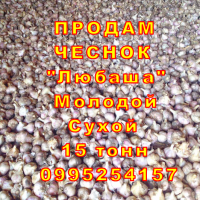 Опт 15 тонн ПРОДАМ Часник Любаша Товарний Молодий Сухий Чеснок Посадочный Garlic