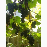 Продам винний виноград ціна договірна Підгородне дніпропетровської