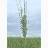 Насіння пшениці ярої, твердої Харківська 39, супер еліта