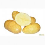 Картопля Румба. Ціни від виробника