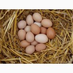 Продам куриные яйца домашные