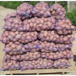 Продам картоплю.Сорт Бела Роса, Агрія