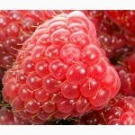 Закупаем ягоды:малину у населения цена приемлемая