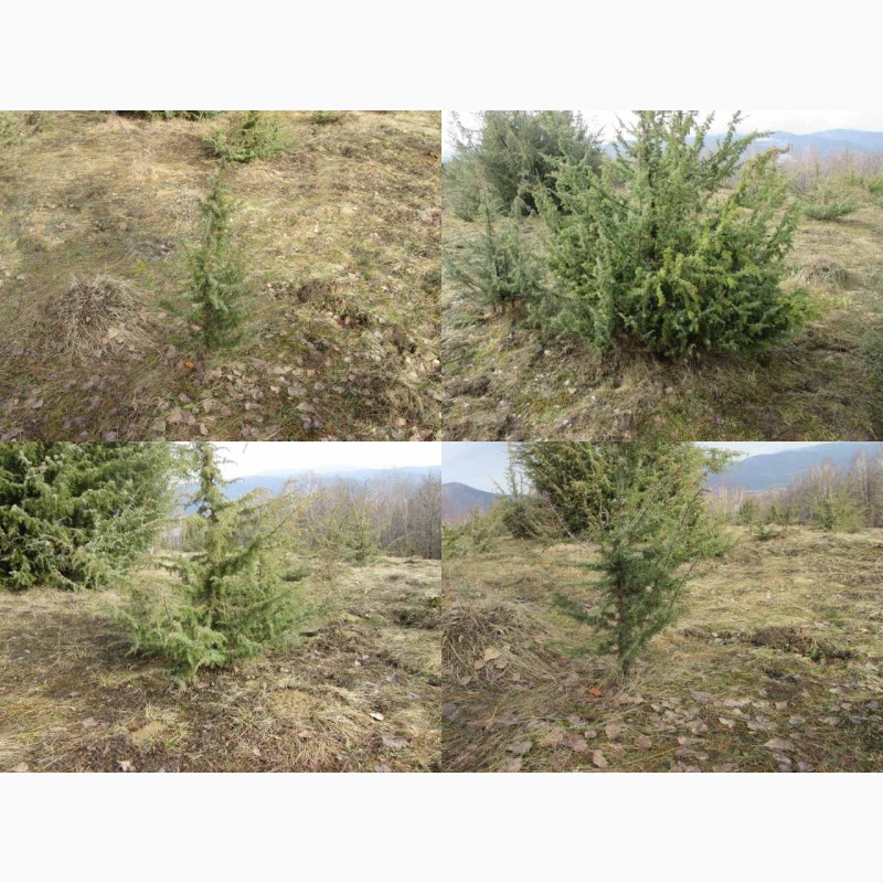 Фото 3. Саженцы можжевельника съедобного, Juniperus, верес обыкновенный, куст, дерево под заказ