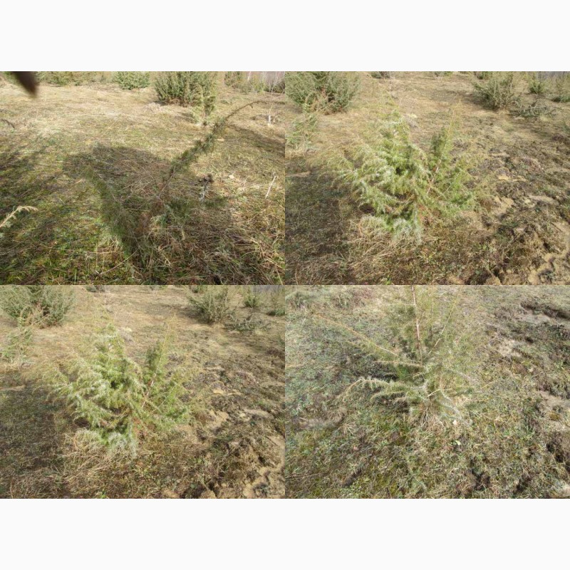 Фото 5. Саженцы можжевельника съедобного, Juniperus, верес обыкновенный, куст, дерево под заказ