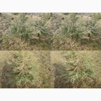 Саженцы можжевельника съедобного, Juniperus, верес обыкновенный, куст, дерево под заказ