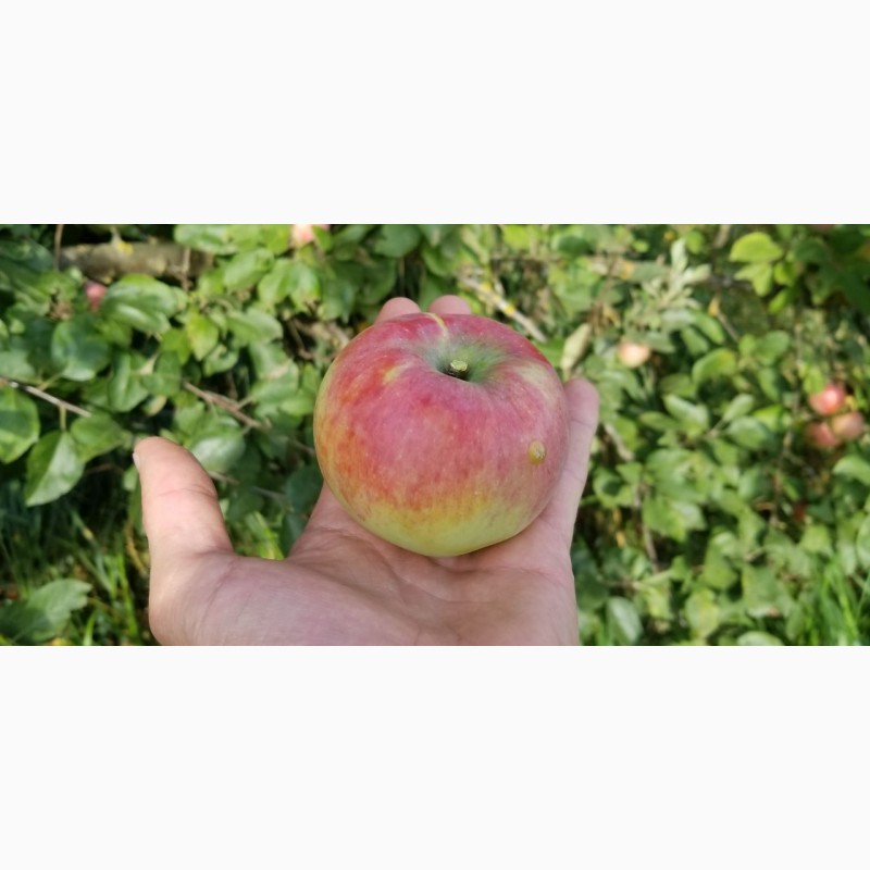 Фото 3. Продам яблоки органические, товарные и на переработку