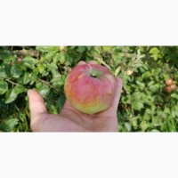 Продам яблоки органические, товарные и на переработку