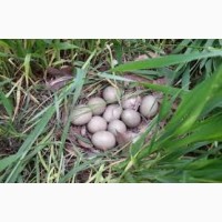 Инкубационные яйца фазанов декоративных пород