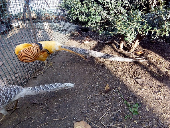 Фото 7. Инкубационные яйца фазанов декоративных пород