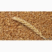 Покупаю оптом пшеницу и другие зерновые