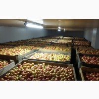 Покупаем яблоки - крупный опт, Днепропетровская обл