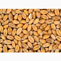 Продам пшеница озимая 4 кл 2021 урожай 8501 грн/тонна