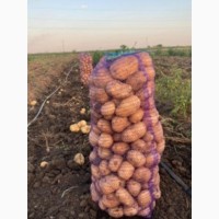 Продажа картошки с поля оптом от 22 тонн
