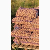 Продажа картошки с поля оптом от 22 тонн