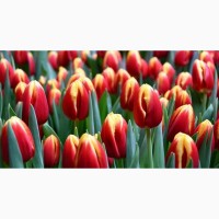 Тюльпаны оптом, Голландия, 8 Марта