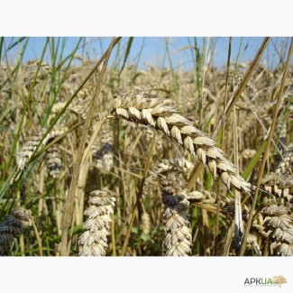 Семена пшеницы озимой - сорт Богдана. 1 репродукция