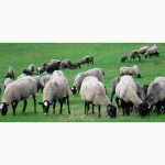 Продам романовских овец (овцематок)