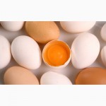 Яйца куриные, 1.6 грн С-1, отборные